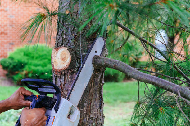 Professional Tree Service in Tularosa, NM